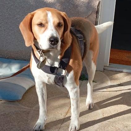 Chien oslo à l adoption