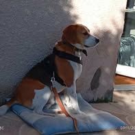 Chien oslo à l adoption #3