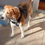 Chien oslo à l adoption #4