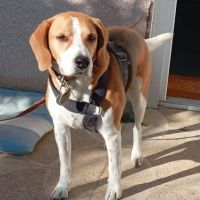 Chien oslo à l adoption #0