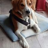 Chien oslo à l adoption #2