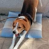 Chien oslo à l adoption #5