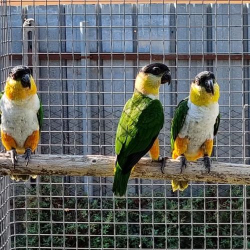 Caiques tete noire 2024 epp #1