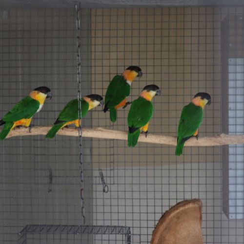 Caiques tete noire 2024 epp