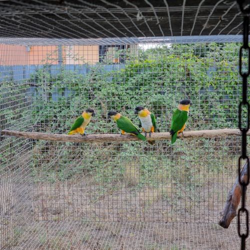 Caiques tete noire 2024 epp #3