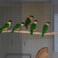 Caiques tete noire 2024 epp #0