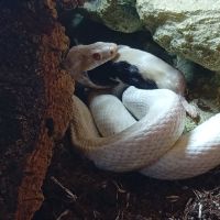 Vend guttata albinos 5 ans