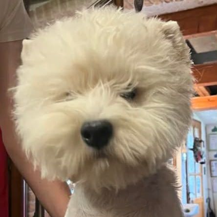 Magnifique chiot westie #2