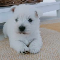 Magnifique chiot westie #0