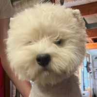 Magnifique chiot westie #2