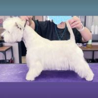 Magnifique chiot westie #3