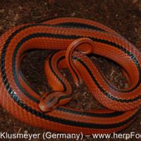 Recherche oreocryptophis