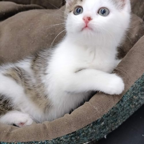 Tuli chatonne mignonne