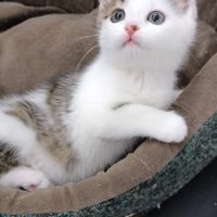 Tuli chatonne mignonne