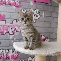 Liora chatonne craquante