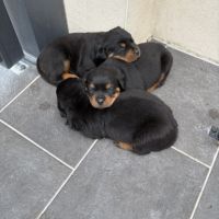 Vend chiot rottweiller #0