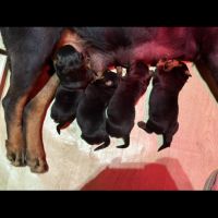 Vend chiot rottweiller #2