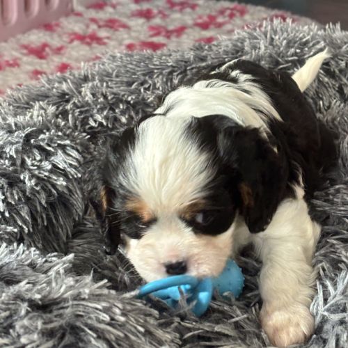 Magnifique mâle cavalier king charles