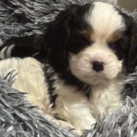 Magnifique mâle cavalier king charles #1