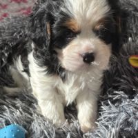 Magnifique mâle cavalier king charles #3