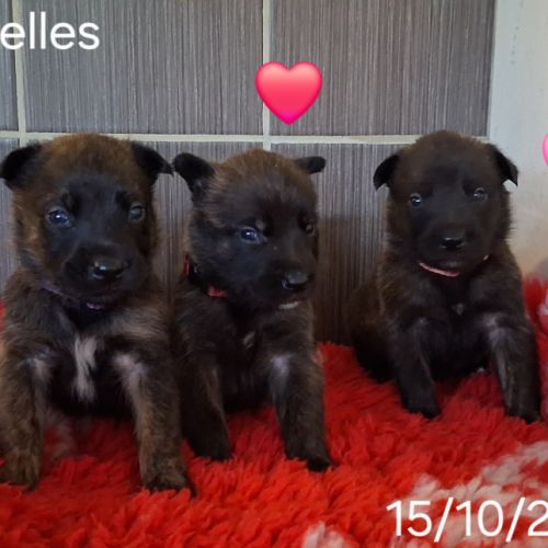 Chiots berger hollandais lof