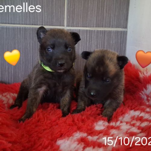 Chiots berger hollandais lof #2