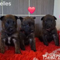 Chiots berger hollandais lof #0