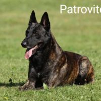 Chiots berger hollandais lof #3