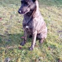 Chiots berger hollandais lof #4