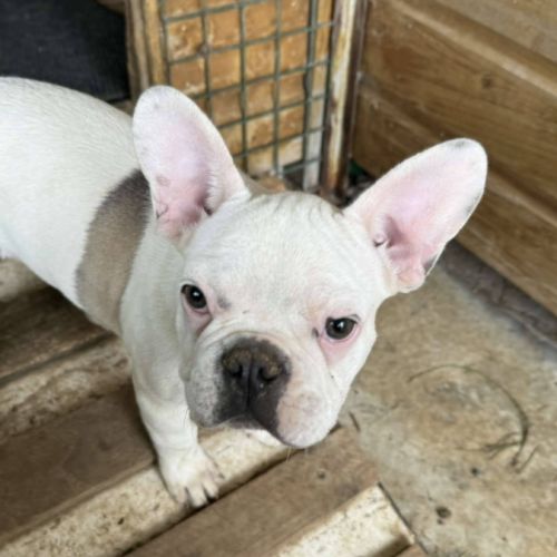 Chiots bouledogue francais #1