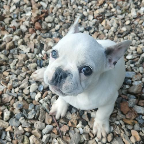 Chiots bouledogue francais #4