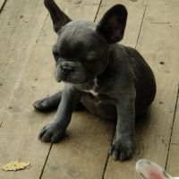 Chiots bouledogue francais #0