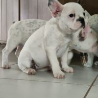 Chiots bouledogue francais #3