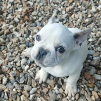 Chiots bouledogue francais #4