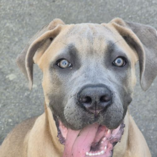 Chiot femelle cane corso