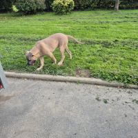Chiot femelle cane corso #1