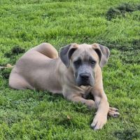 Chiot femelle cane corso #2