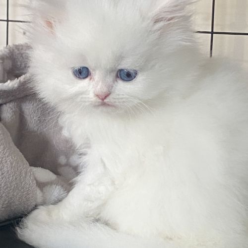 Chaton persans disponibles #3
