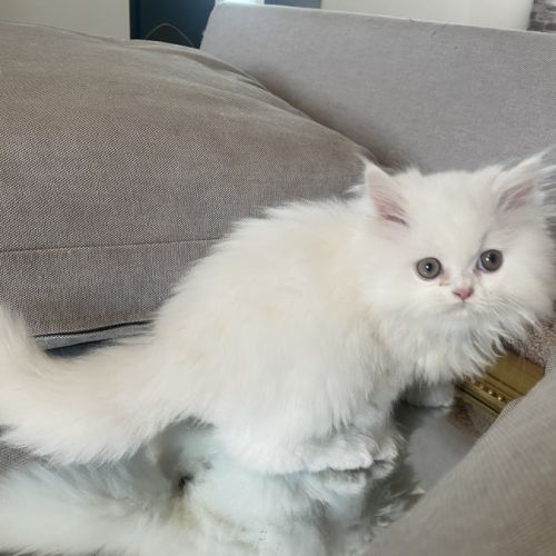 Chaton persans disponibles #0