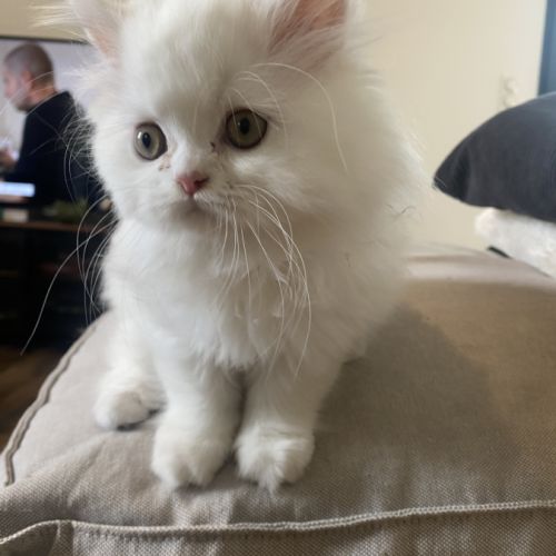 Chaton persans disponibles #6