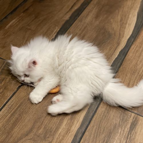 Chaton persans disponibles #7