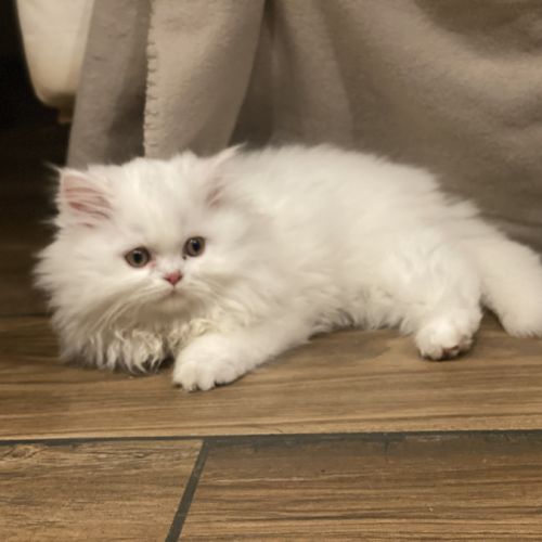 Chaton persans disponibles #9