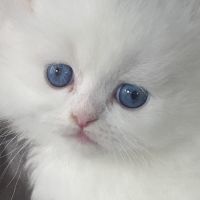 Chaton persans disponibles #2