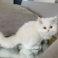Chaton persans disponibles