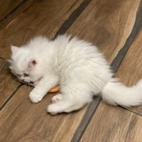 Chaton persans disponibles #7