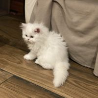 Chaton persans disponibles #8