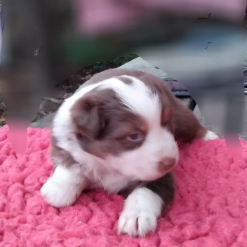 Chiots bergers australiens lof #3