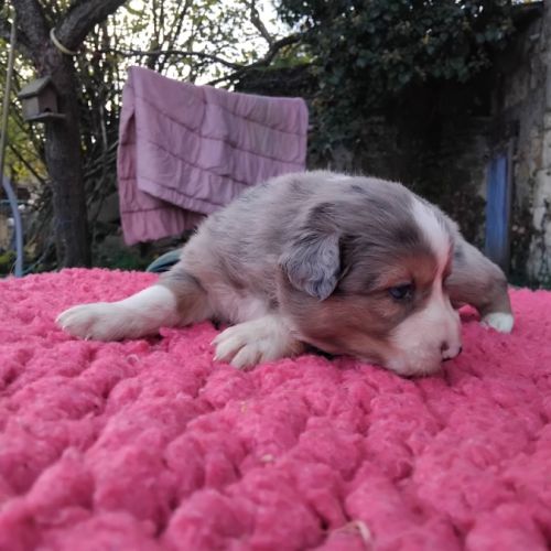 Chiots bergers australiens lof #4