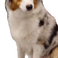 Chiots bergers australiens lof #1