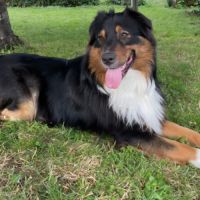 Chiots bergers australiens lof #2